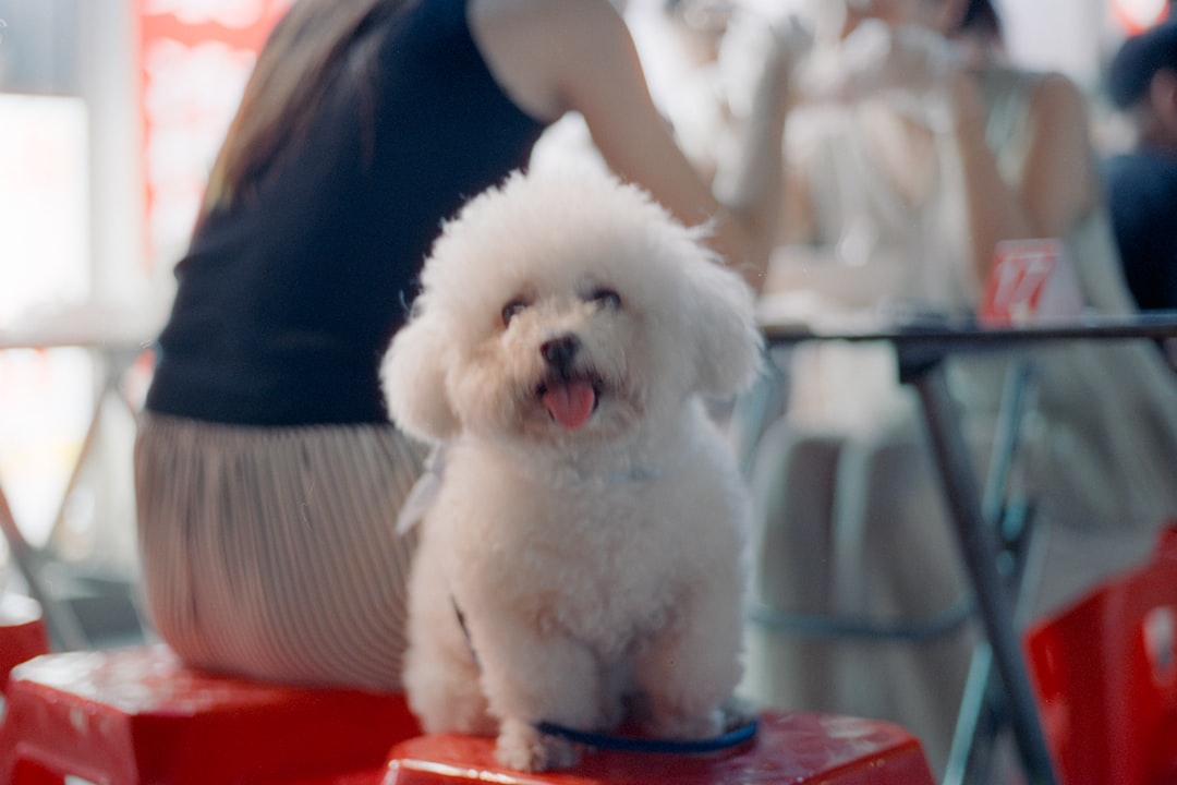 Bichon Frise (Image Credits: Unsplash)