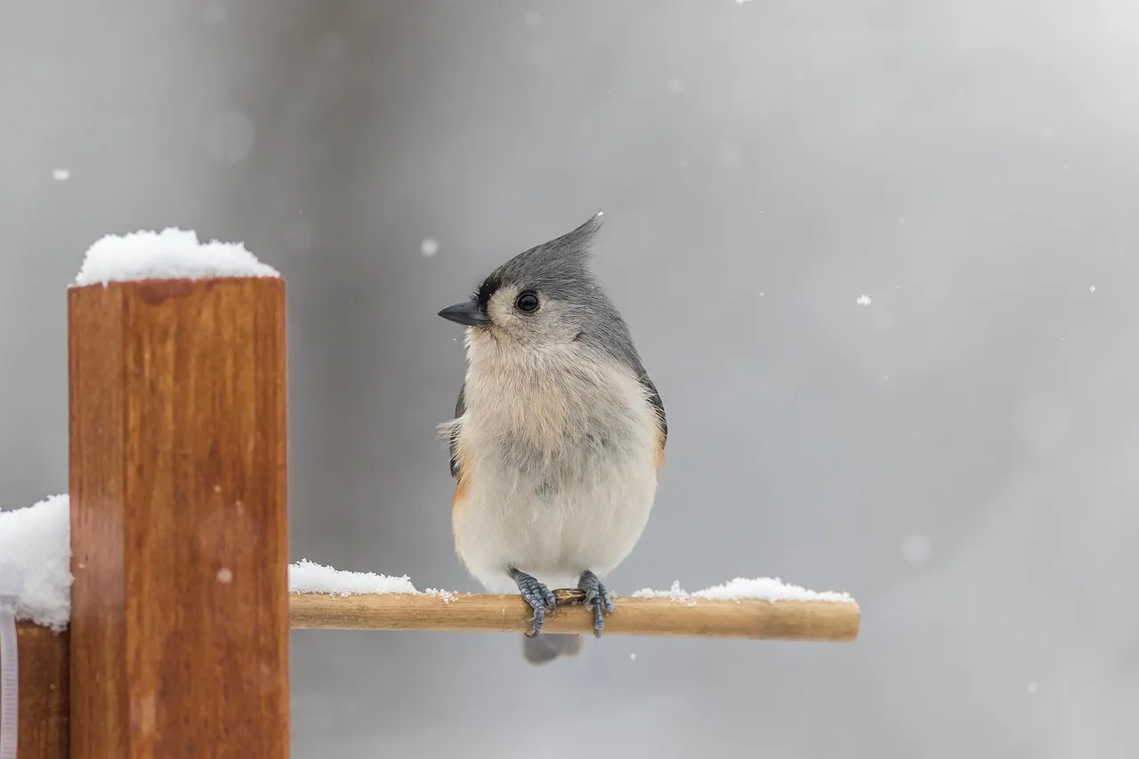 Conclusion: Winter Birds Deserve More Credit Than We Give Them (Image Credits: Pixabay)
