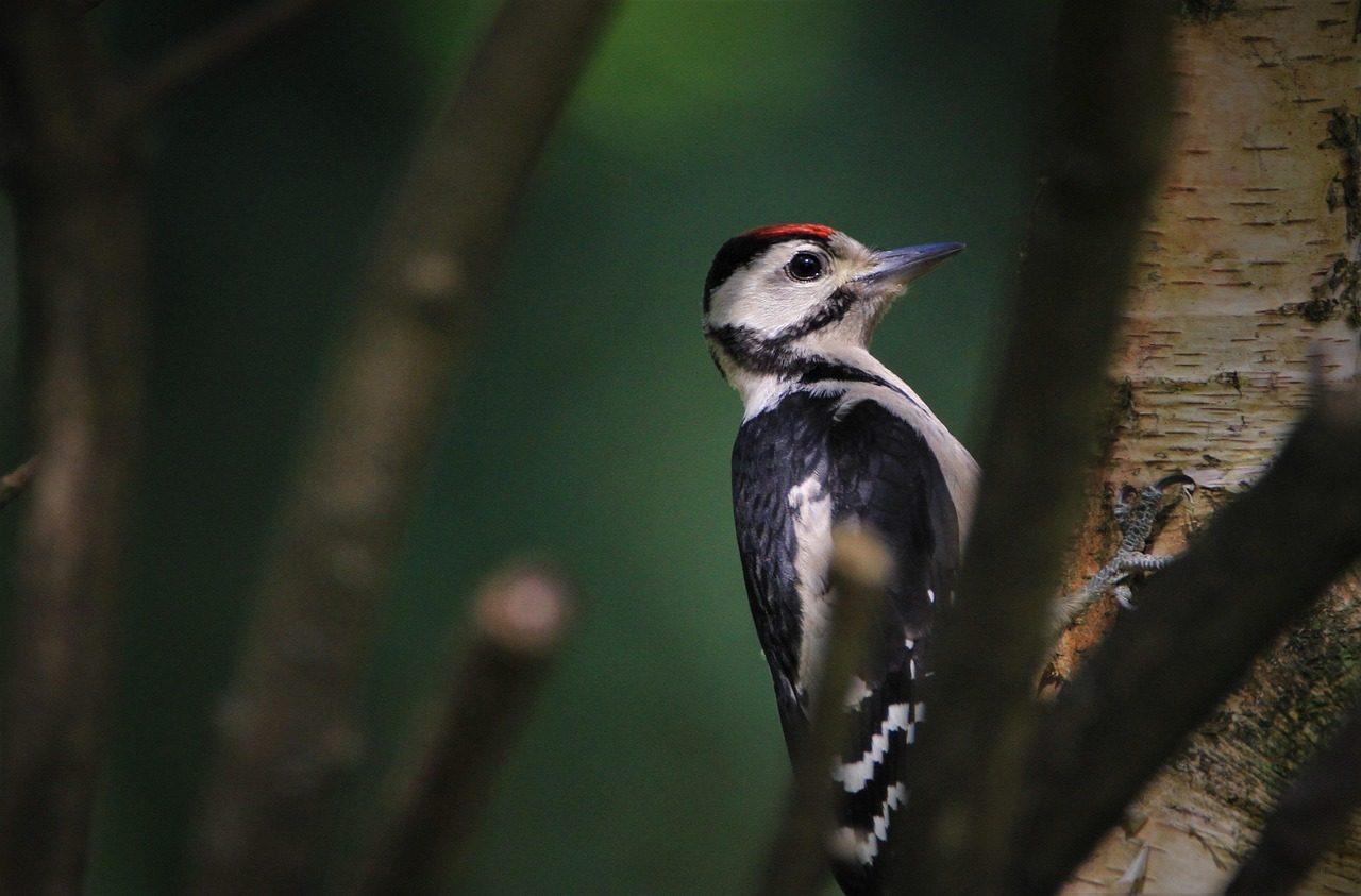 The Nurturing Woodpecker (June 21 - July 21) (Image Credits: Pixabay)