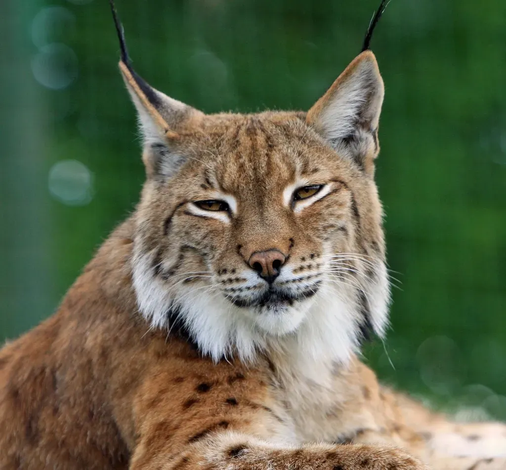 9. Bobcat (Image Credits: Rawpixel)