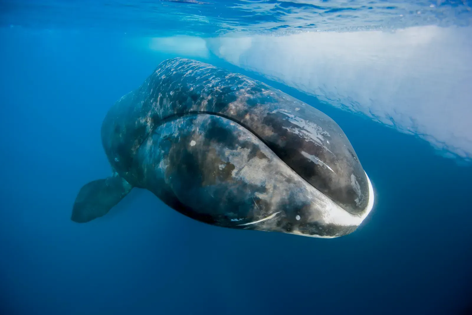 Bowhead Whales and Naked Mole Rats: Mammalian Longevity Champions (Image Credits: Source: wikimedia)