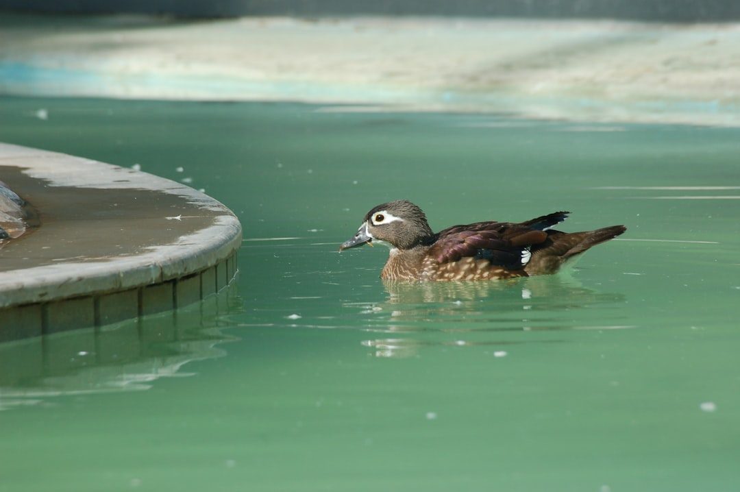 Create Water Features That Birds Cannot Resist (Image Credits: Unsplash)
