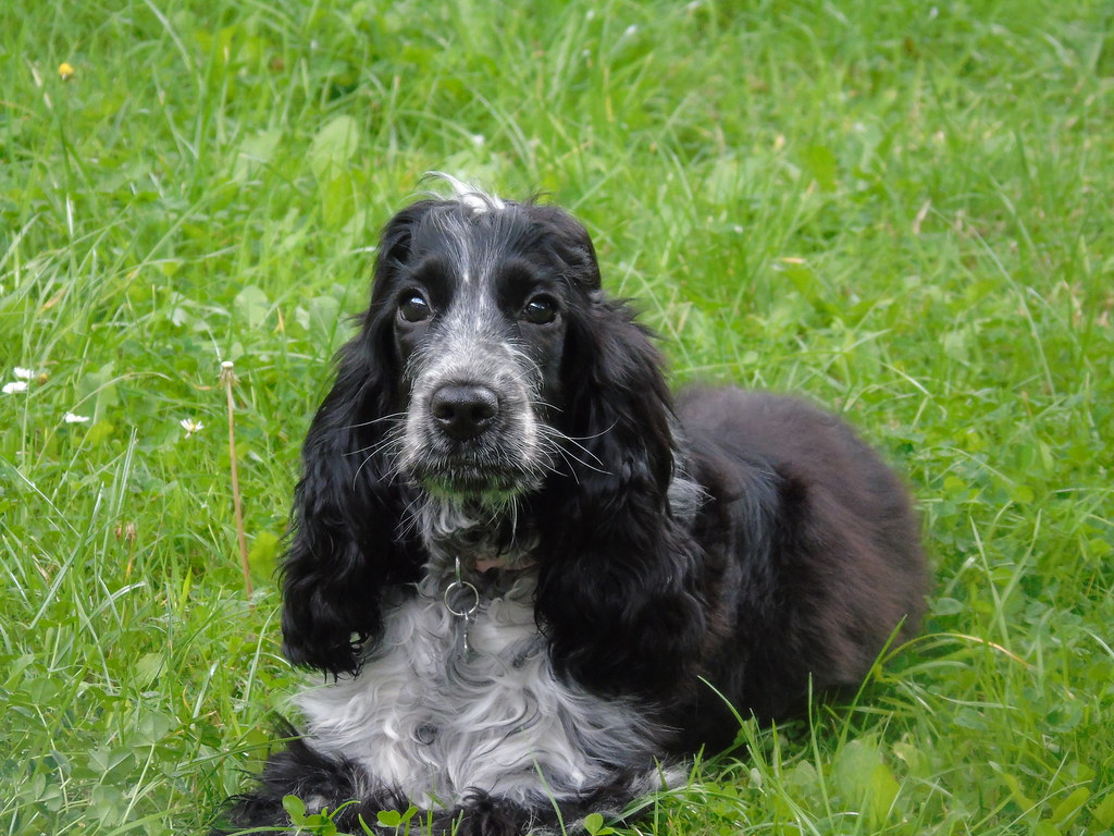 #5. Cocker Spaniel (Image Credits: Flickr)