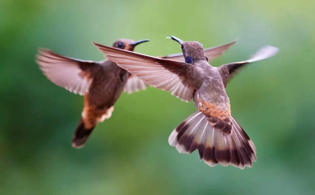 #15 - Their "Fights" Are Actually High-Speed Aerial Duels (Image Credits: Unsplash)