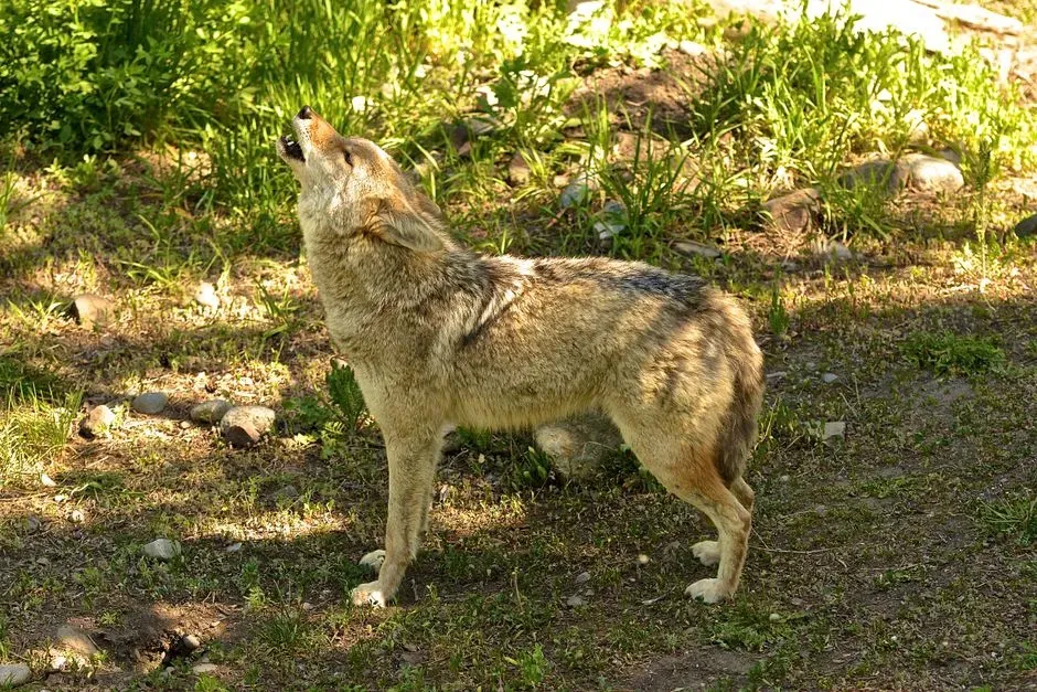 Predator Calls from Nearby Coyotes or Foxes (Image Credits: Pexels)