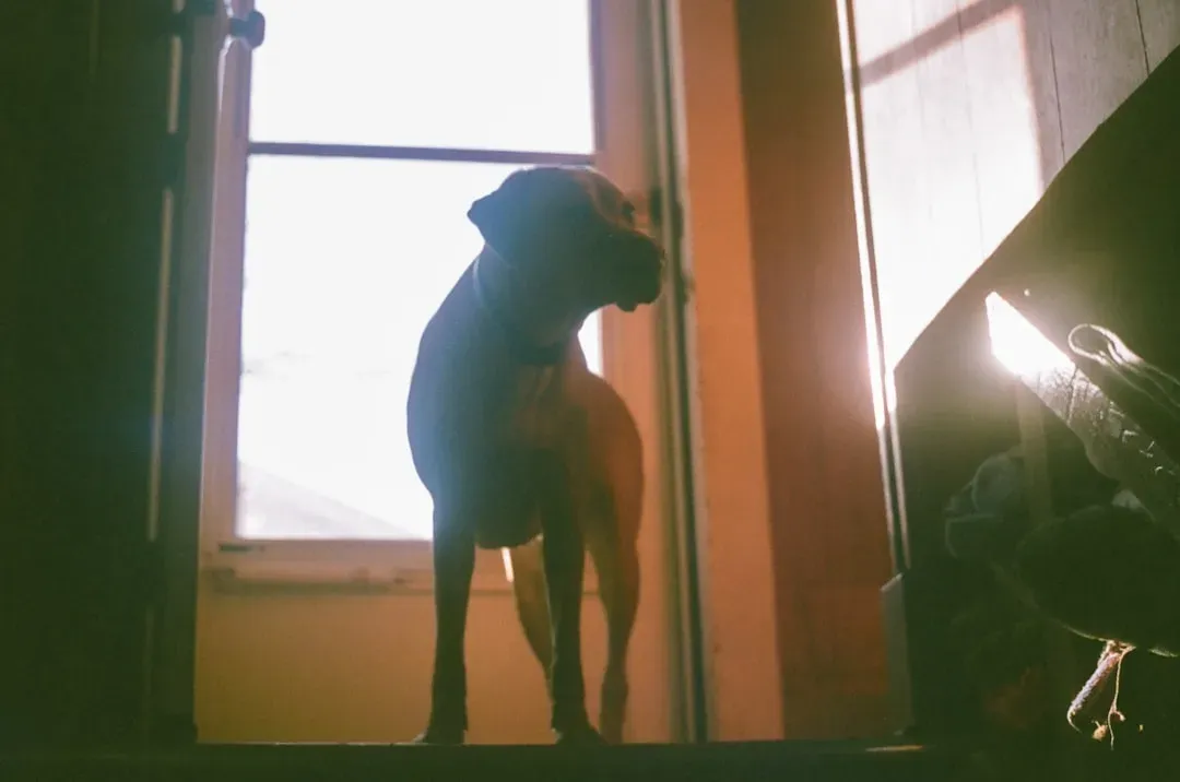 #2: They're Tracking Shadows, Light, and Movement You've Missed (Image Credits: Unsplash)