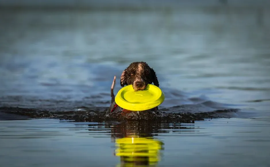 7. Whizz: The Water Rescue Dog Who Pulled a Child Back From a Riptide (Image Credits: Pexels)