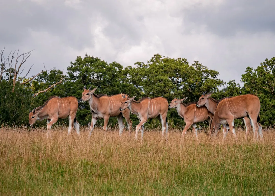 Greater Kudu in Wooded Areas (Image Credits: Unsplash)