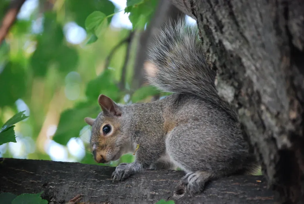 #11: They Are Accidental Foresters (webhamster, Flickr, CC BY 2.0)