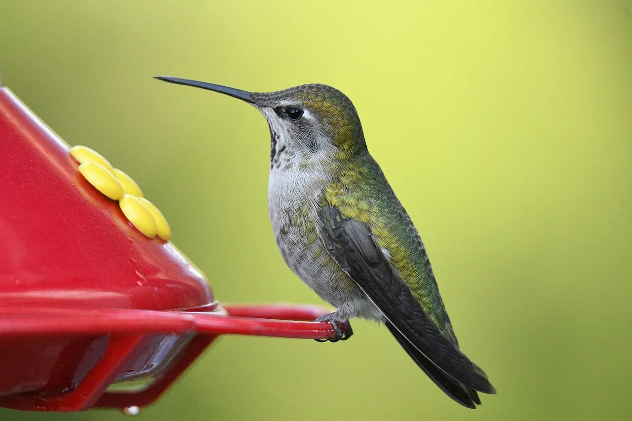 3. Heath Outdoor Wild Bird Cafe: The No-Nonsense Workhorse (Image Credits: Pixabay)