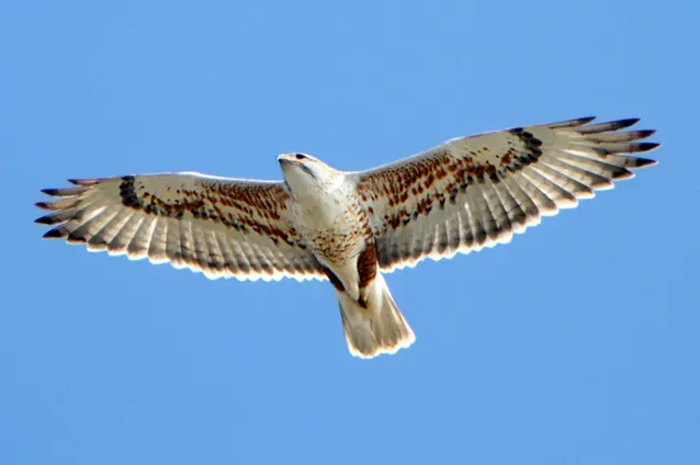 Sagittarius: The Ferruginous Hawk (Image Credits: Wikimedia)