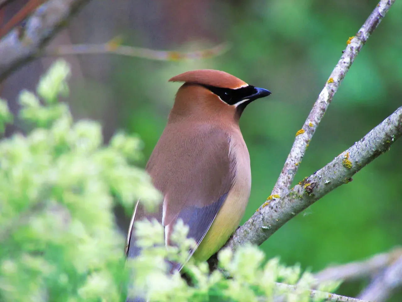 #1: They're One of the Very Few North American Birds That Can Survive on Fruit Alone (Image Credits: Pixabay)