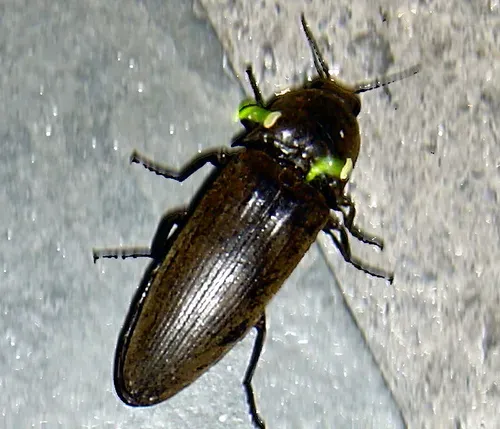 5. Sericoda Ground Beetles (Image Credits: Wikimedia)