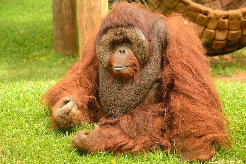 Leo: The Magnificent Orangutan (Image Credits: Flickr)