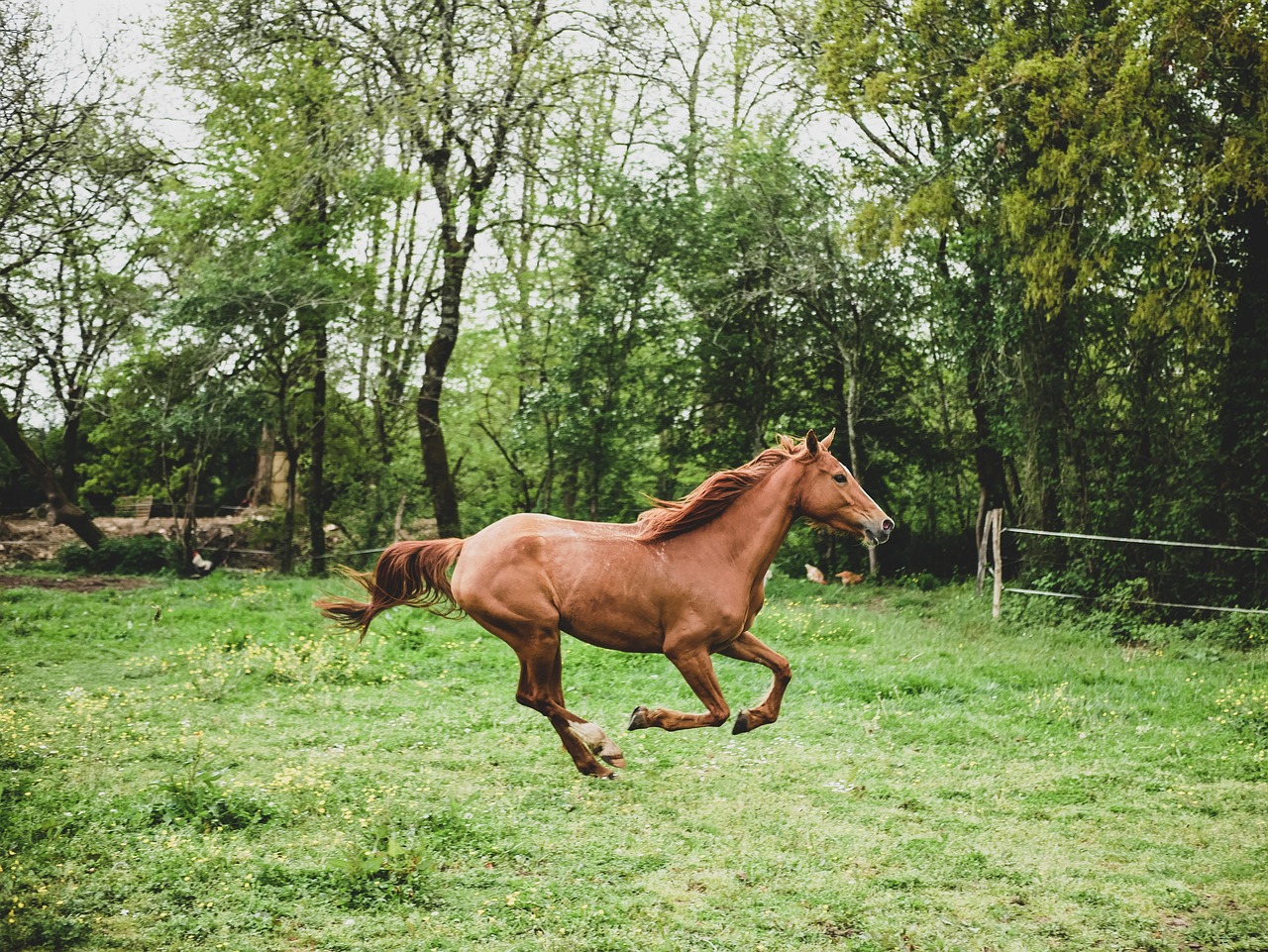 How Horses Actually Run and Their Maximum Speeds (Image Credits: Pixabay)