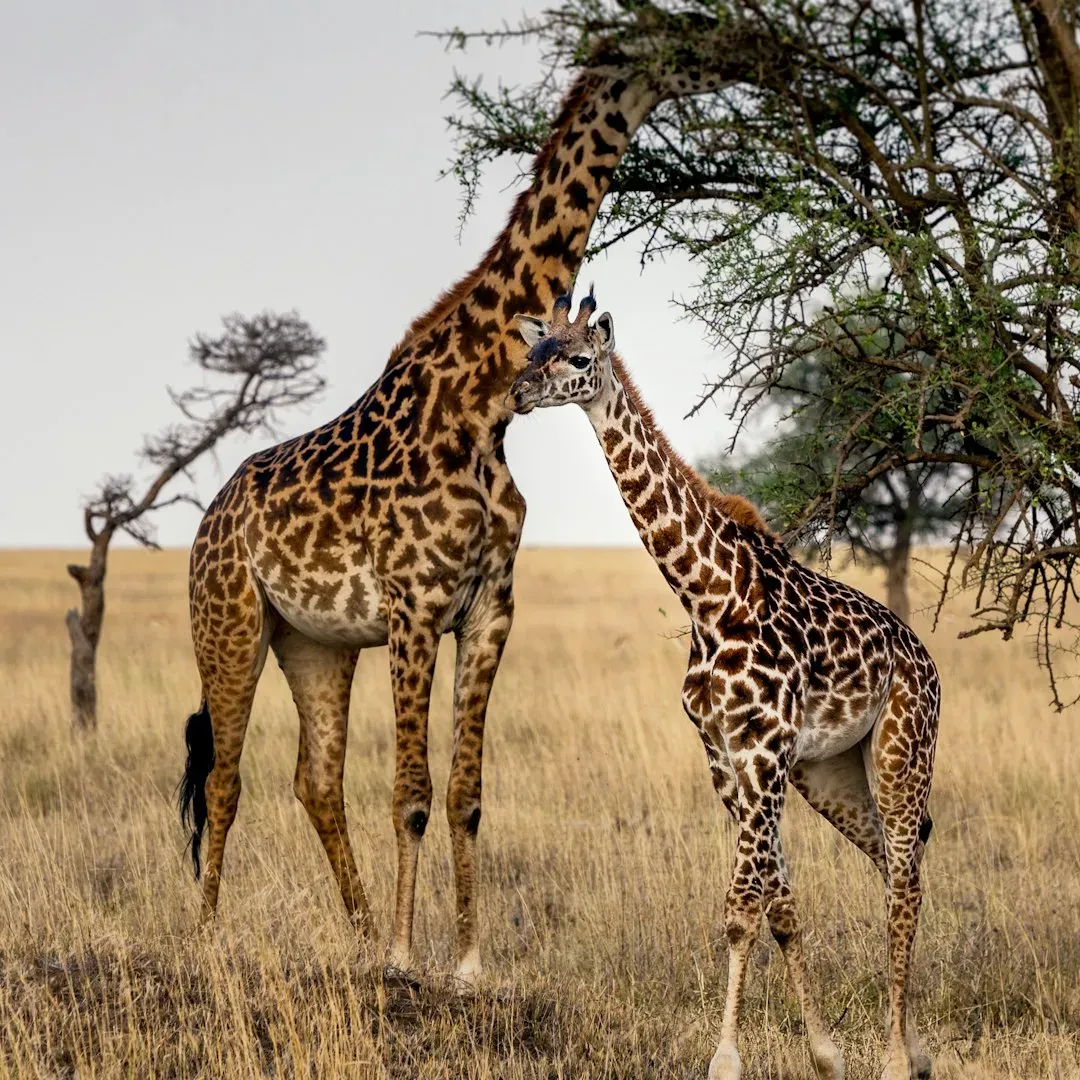 Serengeti National Park, Tanzania - The Land That Time Forgot (Image Credits: Unsplash)