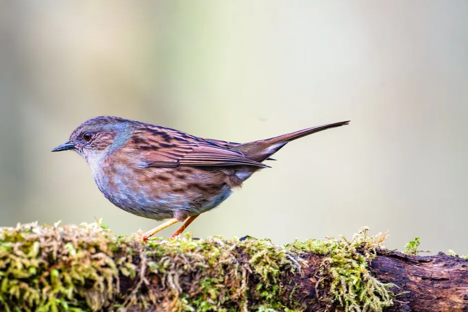 #11 - Dunnock and Ground-Foraging Specialists: Edging Ahead of the Calendar (Image Credits: Pexels)