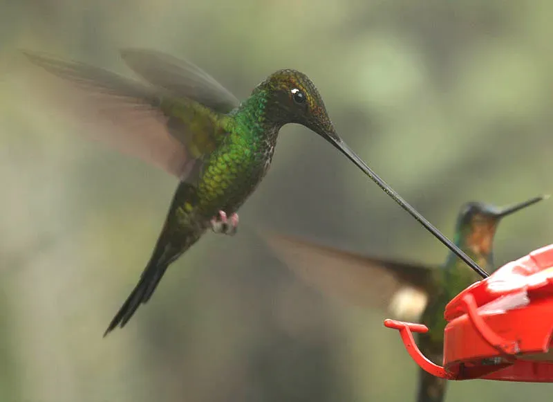 Sword-Billed Hummingbird: The Beak That Outlengths Its Owner (Image Credits: Wikimedia)