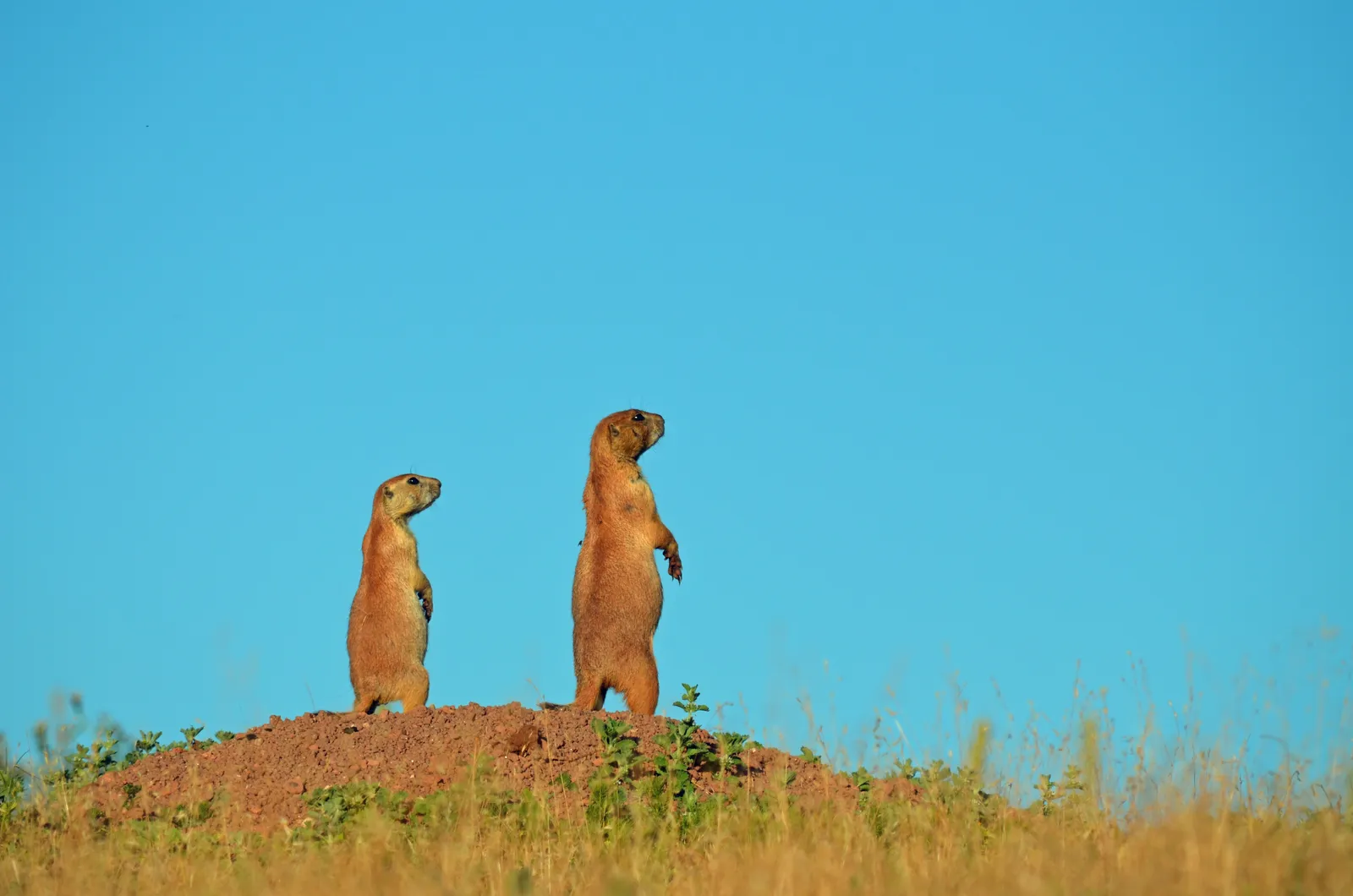 #2 Different predators, different calls (NPGallery, Public domain)