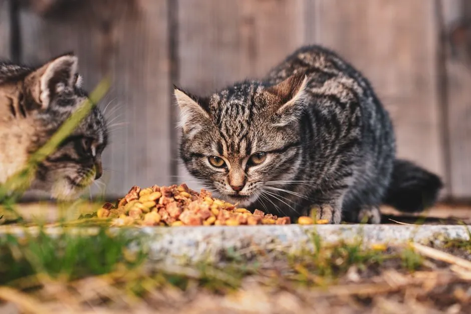 #17 - Free-Feeding Kibble Is Convenient... and Slowly Ruins Their Health (Image Credits: Pexels)