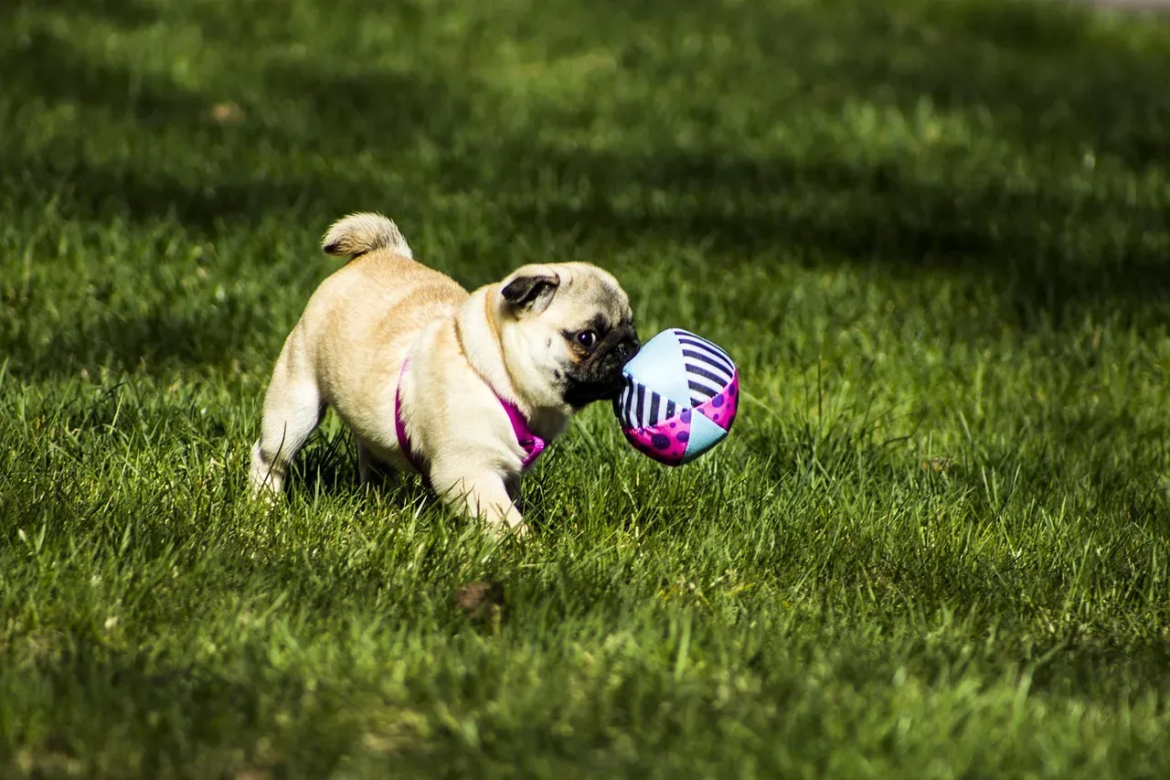 Pug: Lovable Clowns With Stubborn Streaks (Image Credits: Pixabay)