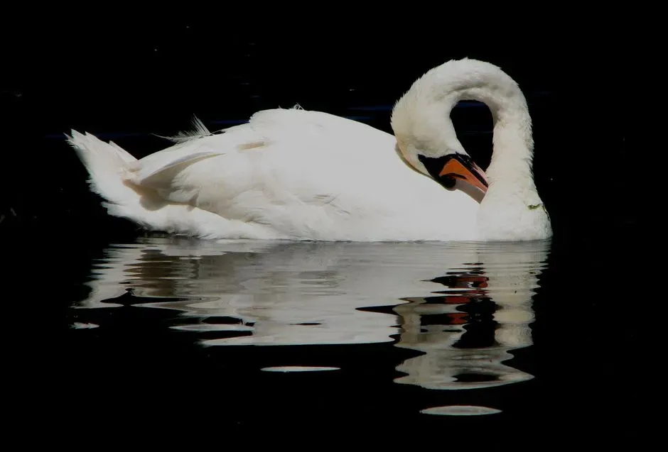 #7. Libra (September 23 – October 22): The Swan (Image Credits: Pexels)