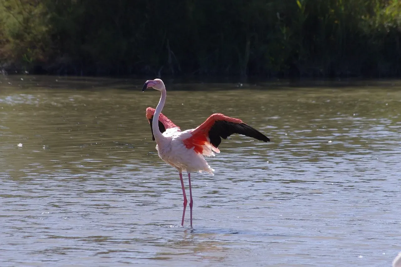 Chasing Feathers Across America (Image Credits: Pixabay)
