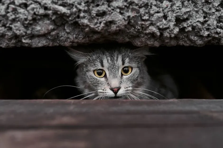 Sudden Aggression Toward People Or Other Pets (Image Credits: Pexels)