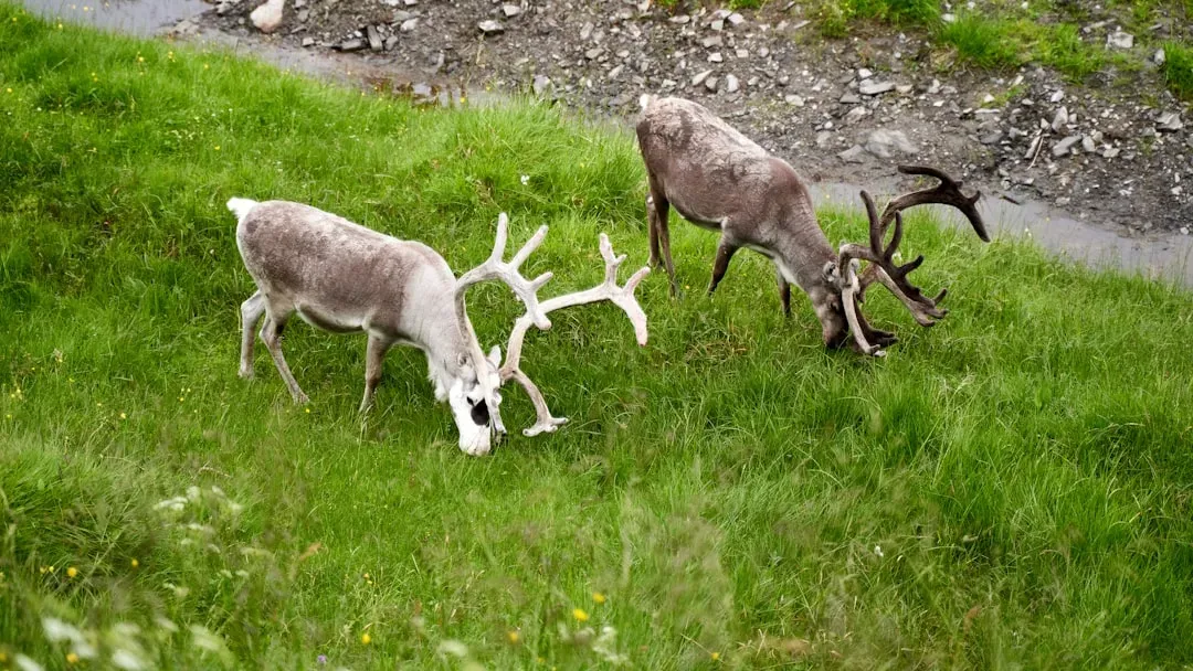6. The Caribou: Kings of the Land Migration (Image Credits: Unsplash)