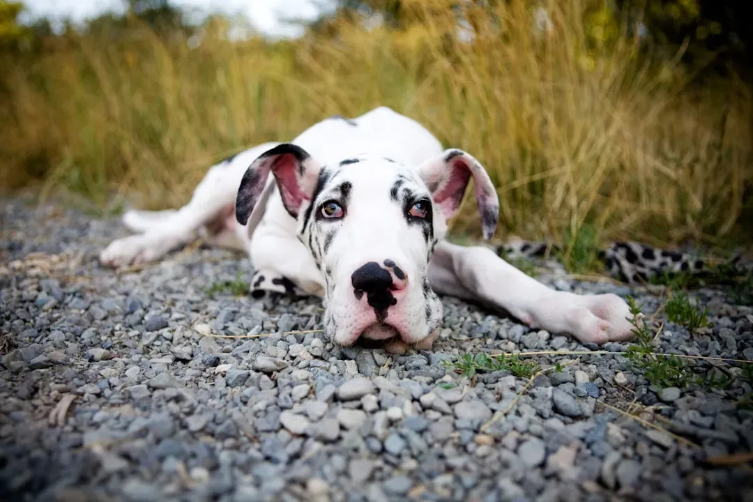 #15: Great Dane (Image Credits: Unsplash)