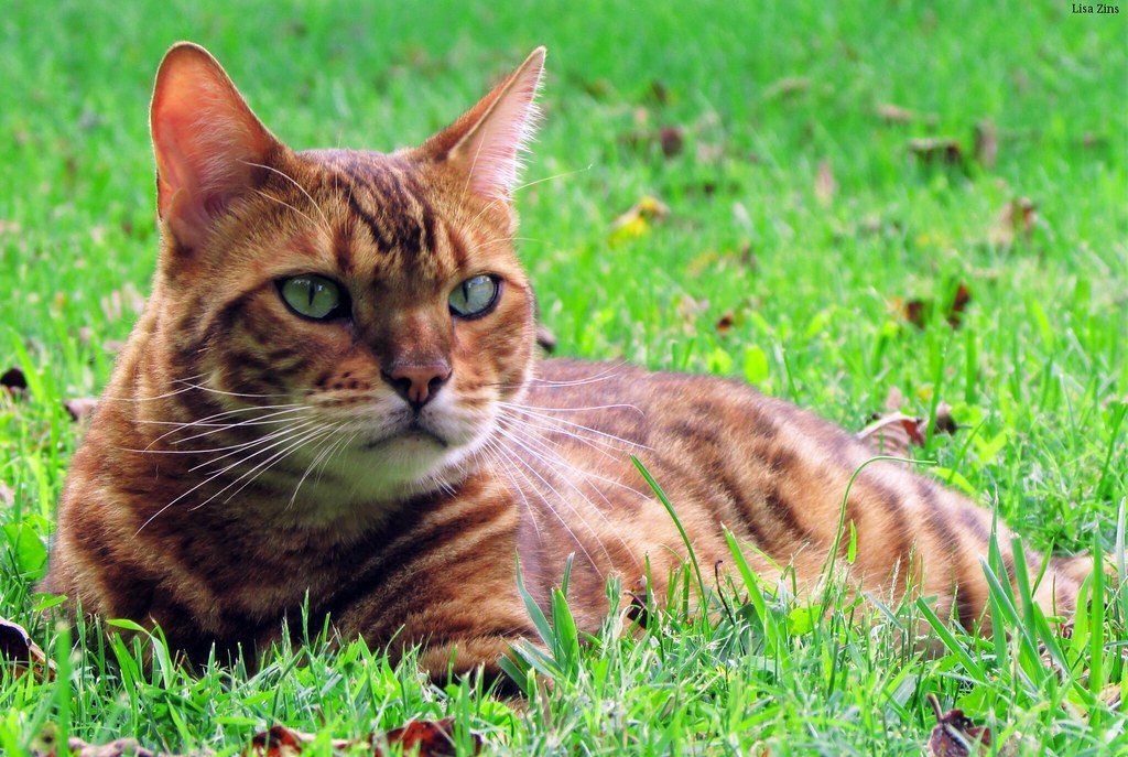 Savannah Cat (Image Credits: Flickr)