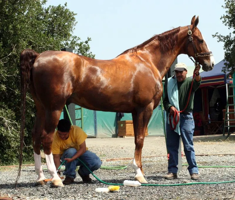 #6 - American Saddlebred (originally posted to Flickr as American Saddlebred Bathing, CC BY 2.0)