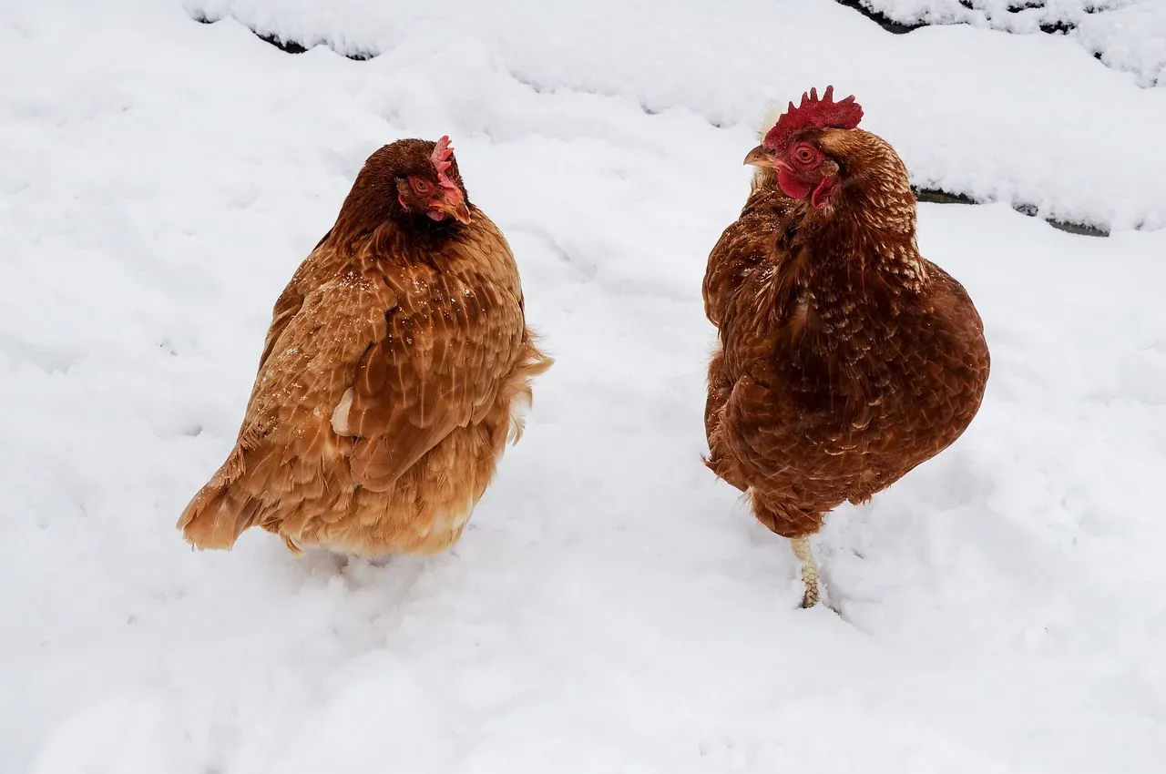 Managing Water and Nutrition in Freezing Conditions (Image Credits: Pixabay)