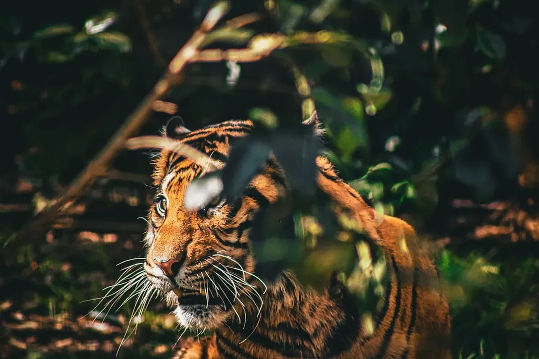 3. Those Stripes Are a Master Class in Camouflage (Image Credits: Unsplash)