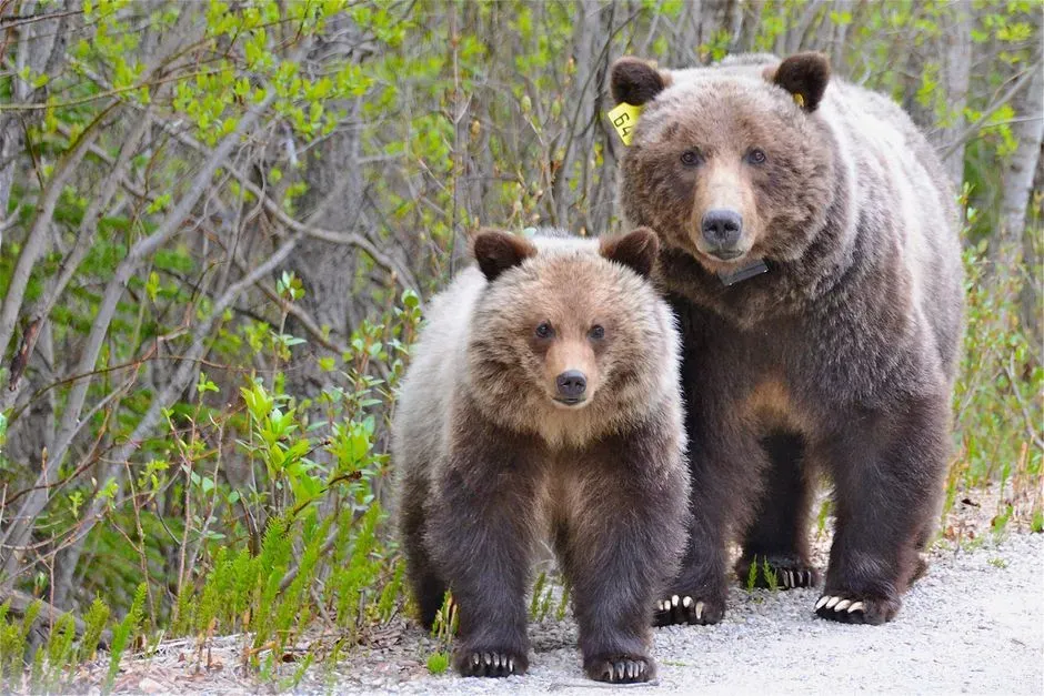 Grizzly Bears Pacing and Vocalizing Over Lost Cubs (Image Credits: Pexels)