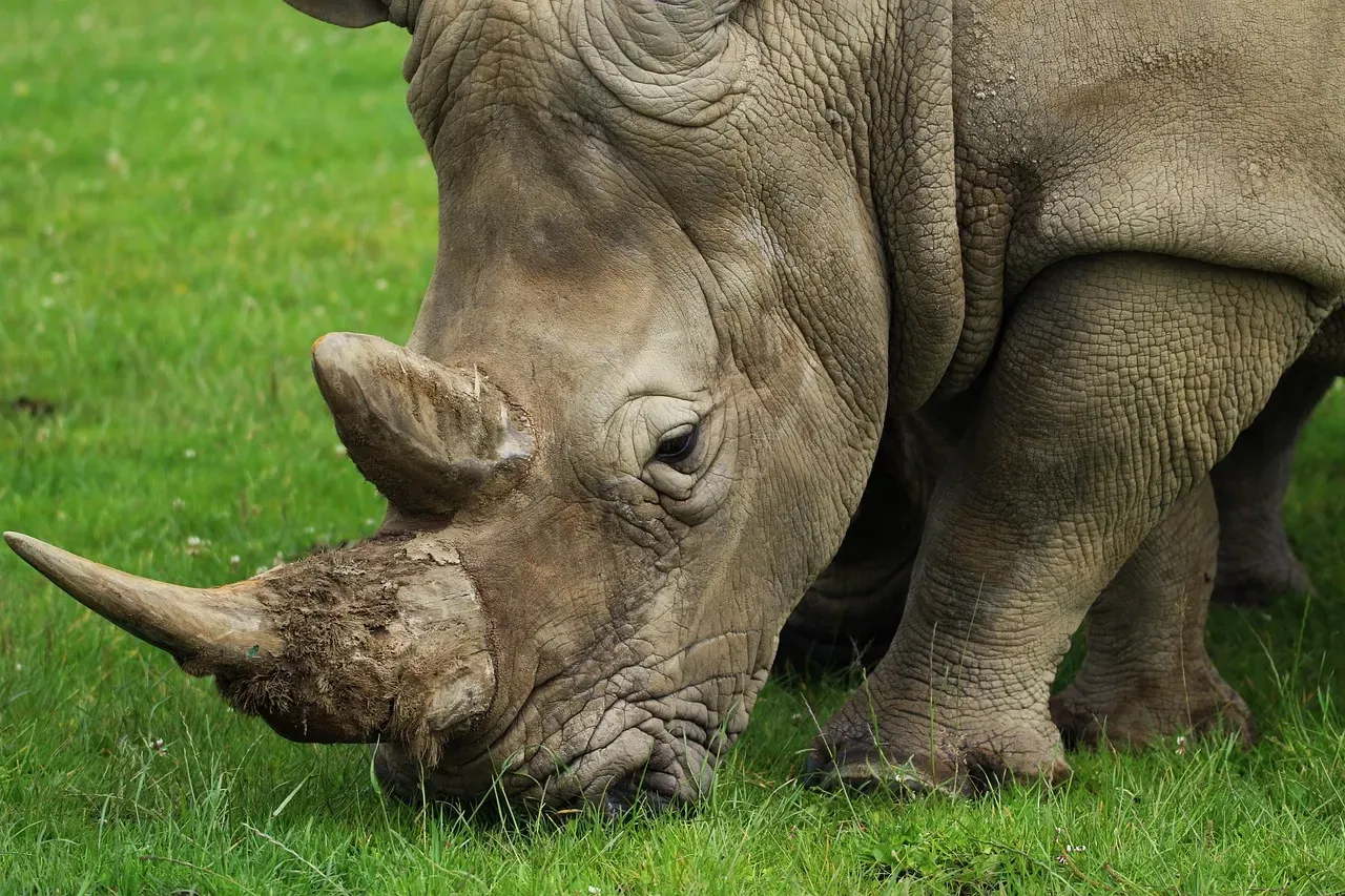 5. The Black Rhinoceros: Surviving Poaching's Relentless Assault (Image Credits: Pixabay)