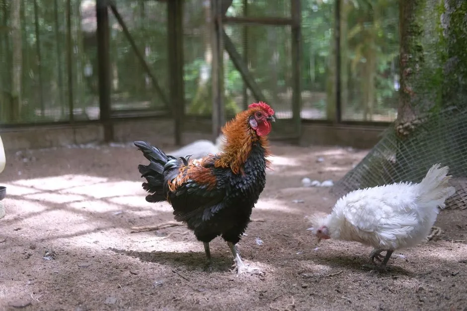 #8 - Chickens (Image Credits: Pexels)