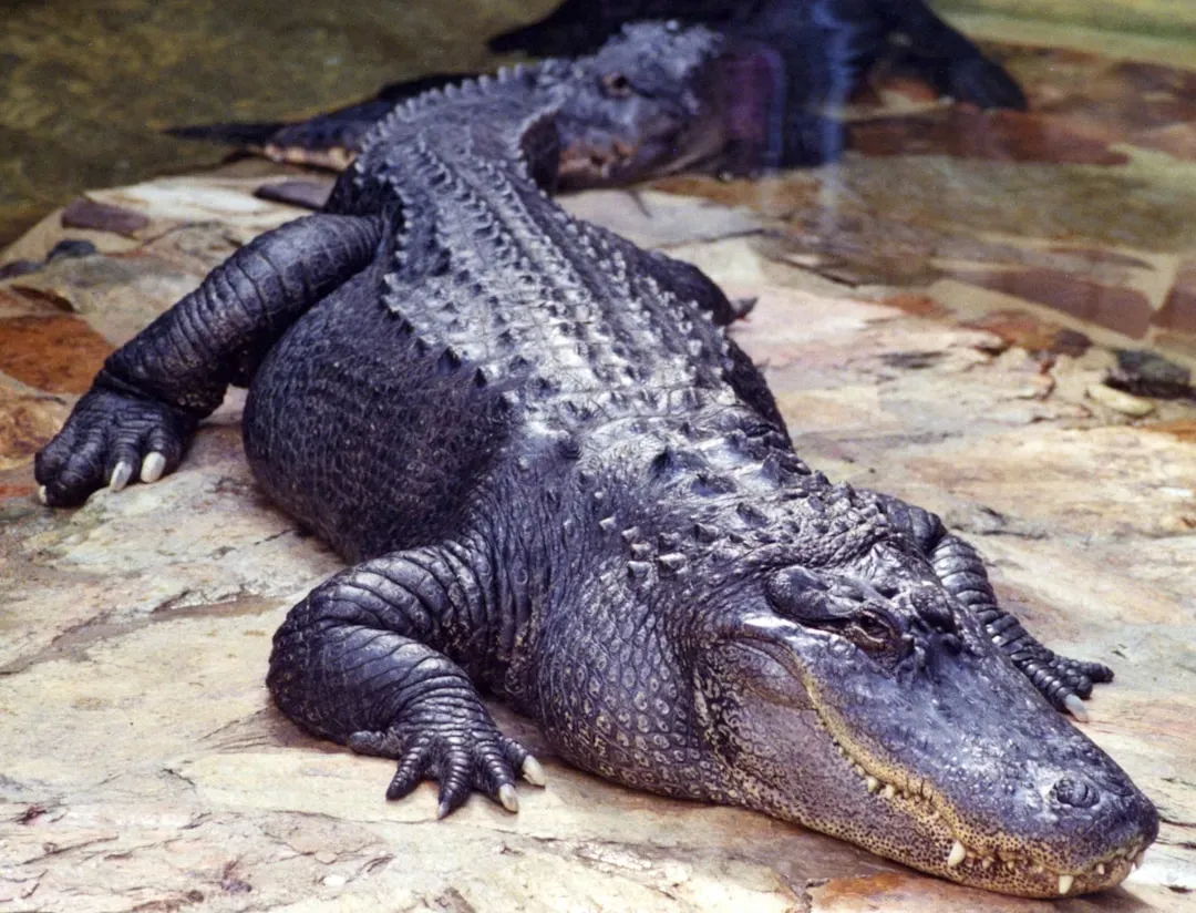 Louisiana: The Undisputed Alligator Capital (Image Credits: Unsplash)