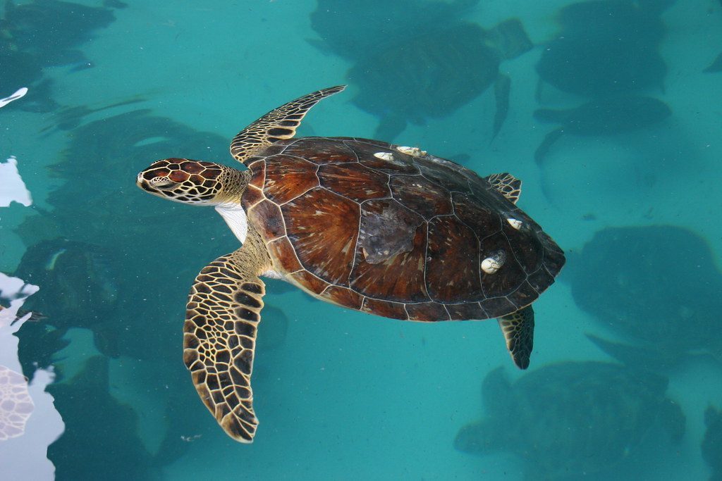 Sea Turtles (Image Credits: Flickr)