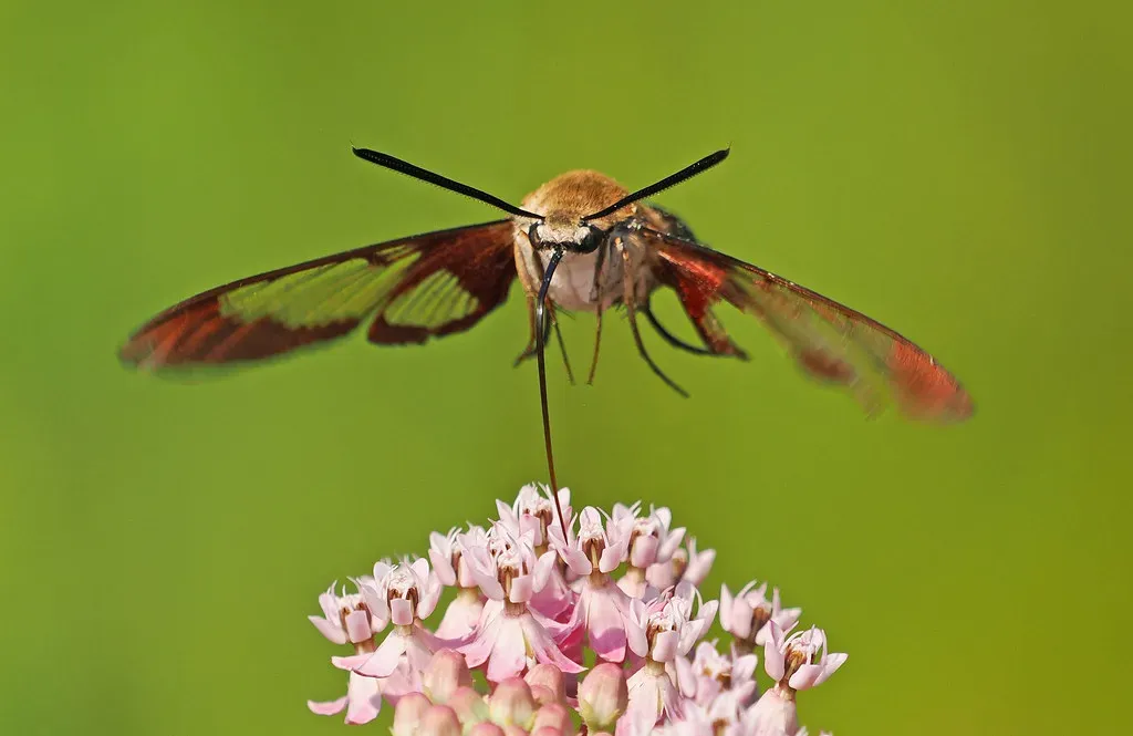 #3 - Milkweed (Asclepias spp.): The Misunderstood Hummingbird Plant That Also Saves Monarchs (Judy Gallagher, Flickr, CC BY 2.0)