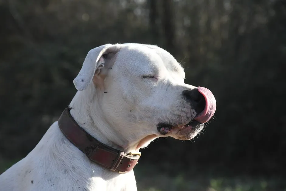 9. Dogo Argentino: Built for Hard Work, Not Casual Ownership (Image Credits: Pexels)
