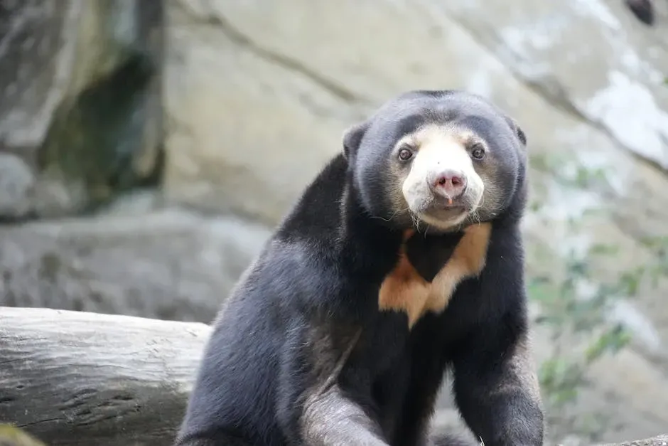 1. They Are the Tiniest Bears on the Planet (Image Credits: Pexels)