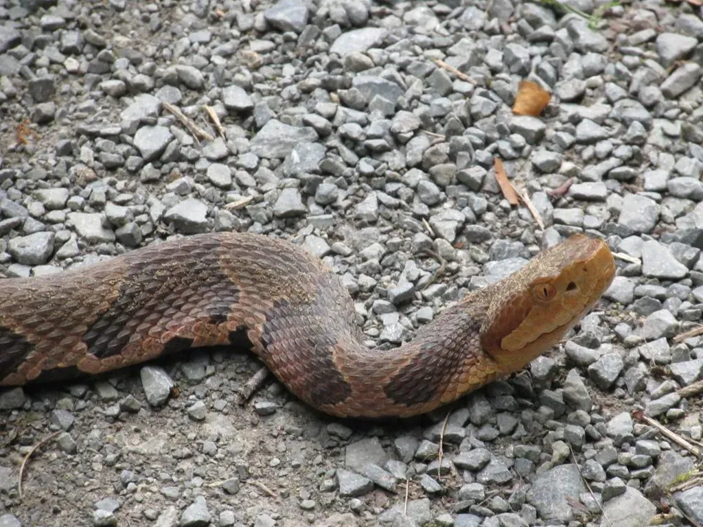 5. The Copperhead Snake: The Master of Camouflage (By Thomas Fatora, CC BY-SA 3.0)