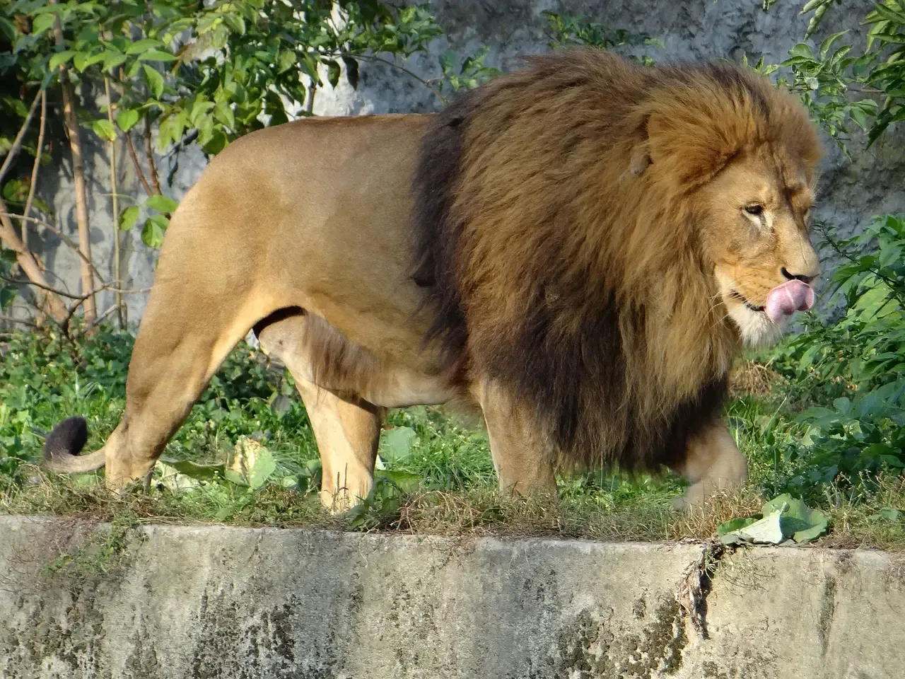 Why the Match Between Zodiac Signs and Wild Cats Matters (Image Credits: Pixabay)