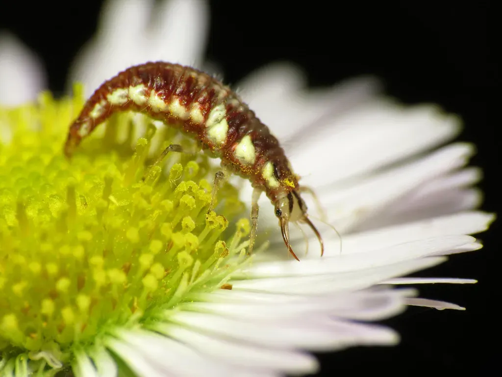 6. Lacewings: Alligator Larvae in Disguise (treegrow, Flickr, CC BY 2.0)