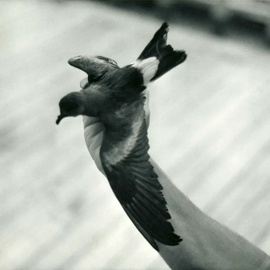 Leach's Storm-Petrel: The Ocean Wanderer (Image Credits: Wikimedia)