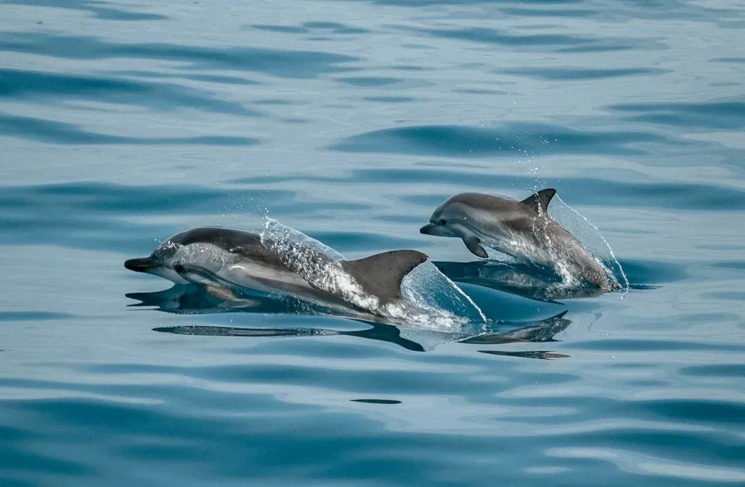 5. Dolphins Who Support the Sick and Injured in the Water (Image Credits: Unsplash)