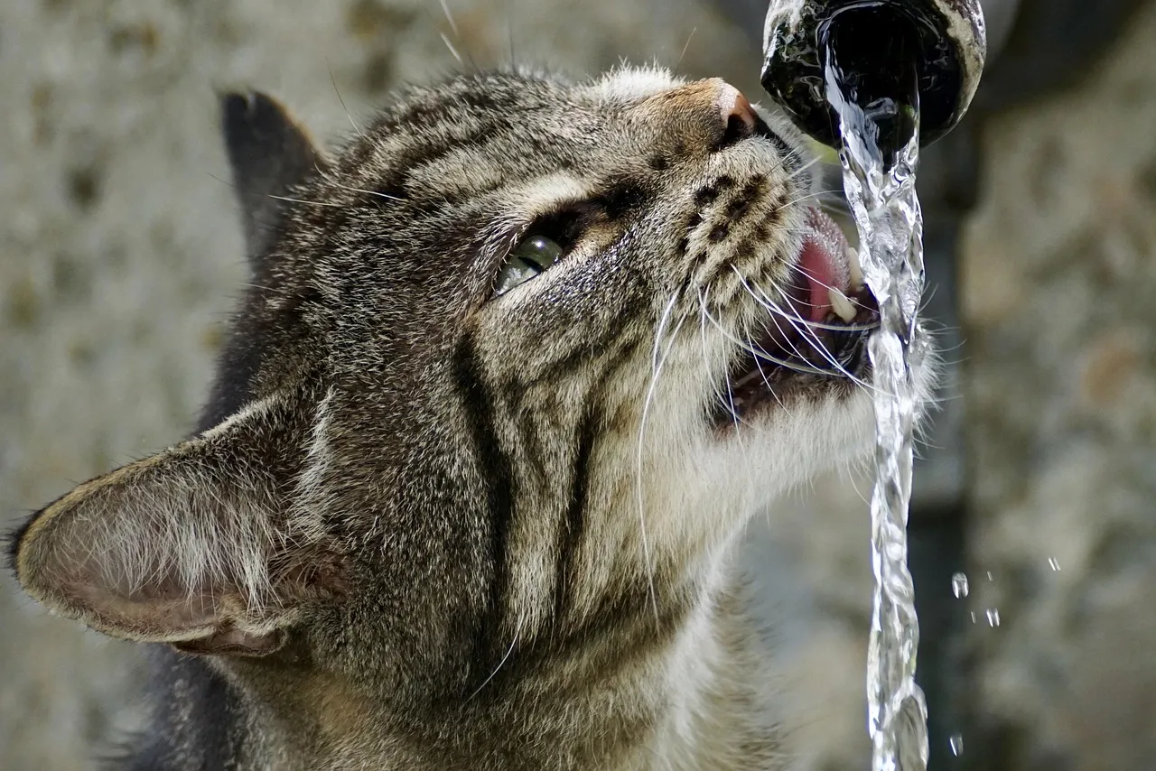 #6 - More Hydration Options (Image Credits: Pixabay)