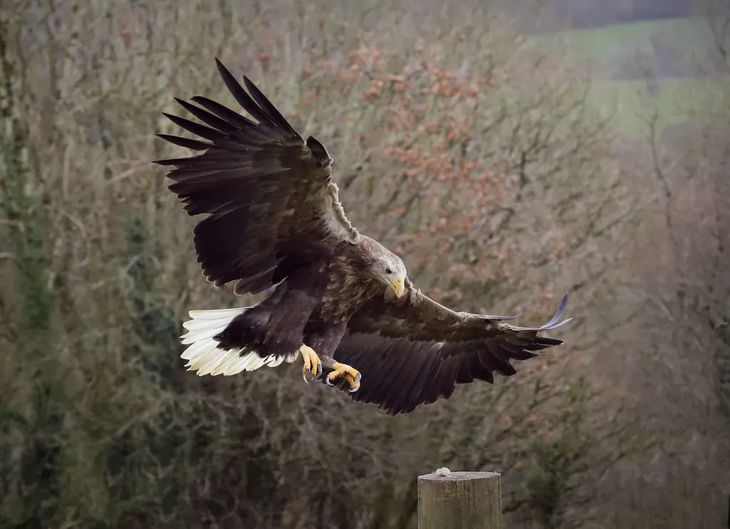 8. White-Tailed Eagle - Europe's Wingspan Wonder (Charlie From Bristol, Flickr, CC BY 2.0)