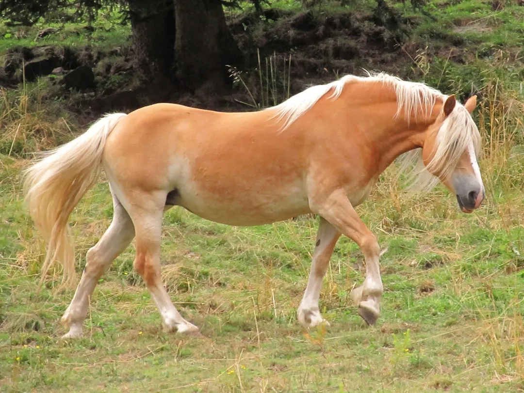 #13 - Haflingers: The "Family Pony" With a Muscle Time Bomb (Image Credits: Unsplash)